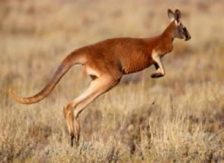Kangaroo: Một hình ảnh động vật hoang dã đầy mạnh mẽ với những nhảy lộn lượn đầy nghệ thuật. Hãy để mắt được mê hoặc với sự độc đáo của chú kangaroo.